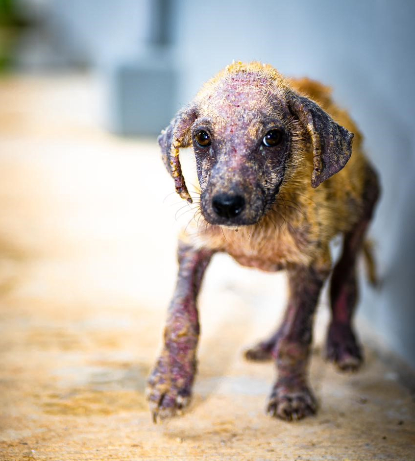 dog at saipan humane society