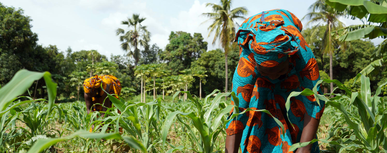 Two women in colourful dresses tending to plants planted in a field surrounded by forested area.  