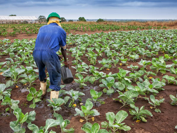 Farmer in a blue jumpsuit and runner boots uses a watering can to water a crop field.