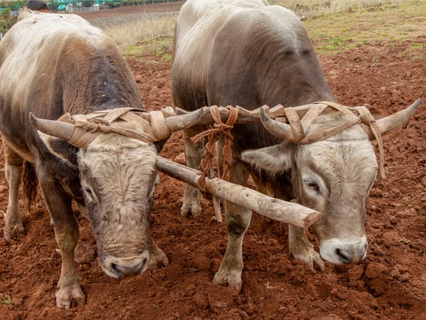 Two oxen stand on red dirt with a wooden yoke connecting them, ready to pull a plow