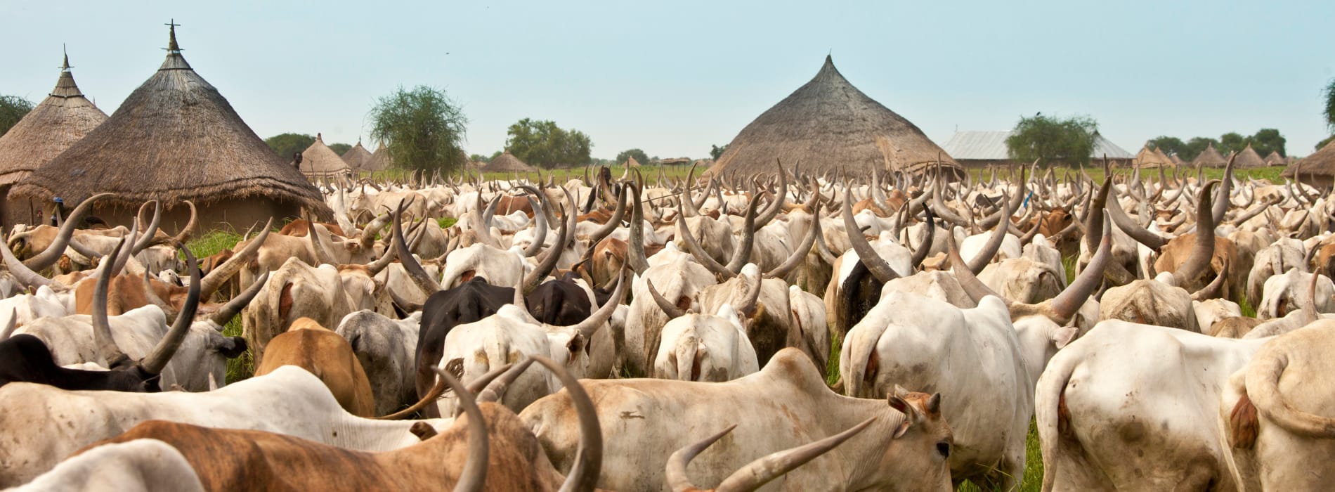 Herd of long-horned cattle grazing outside a small village. 