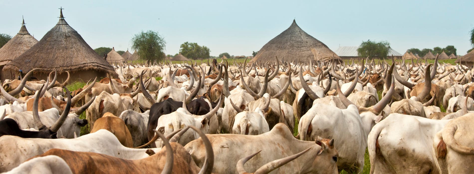 Large heard of cattle with long horns grazing near huts made of grass. A small village is in the background.