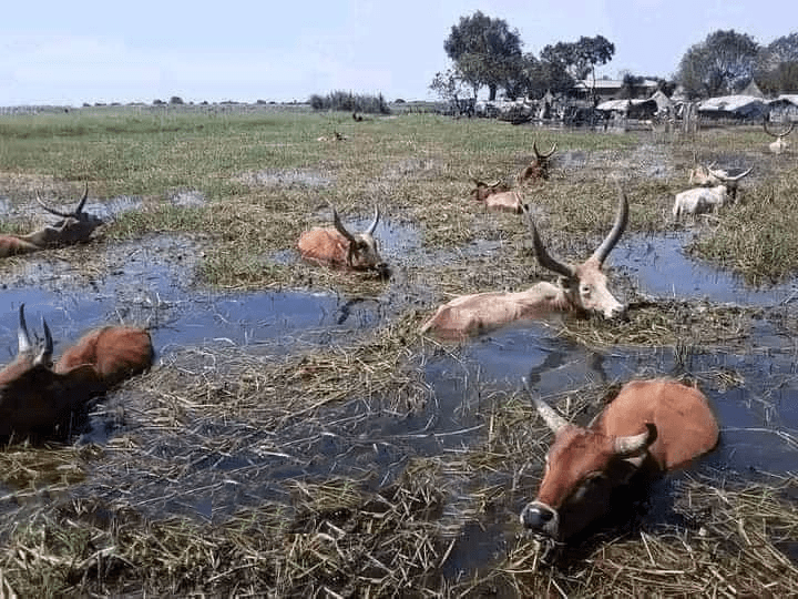 Cows in severe flooding in South Sudan