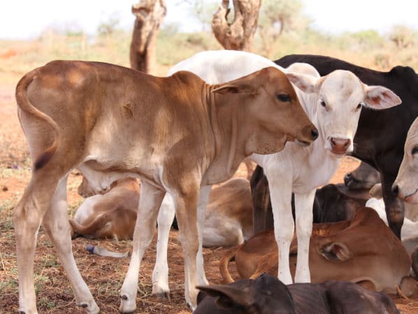 Two baby calfs, one brown and one white stand close together. Other cattle are lounging and standing around them.