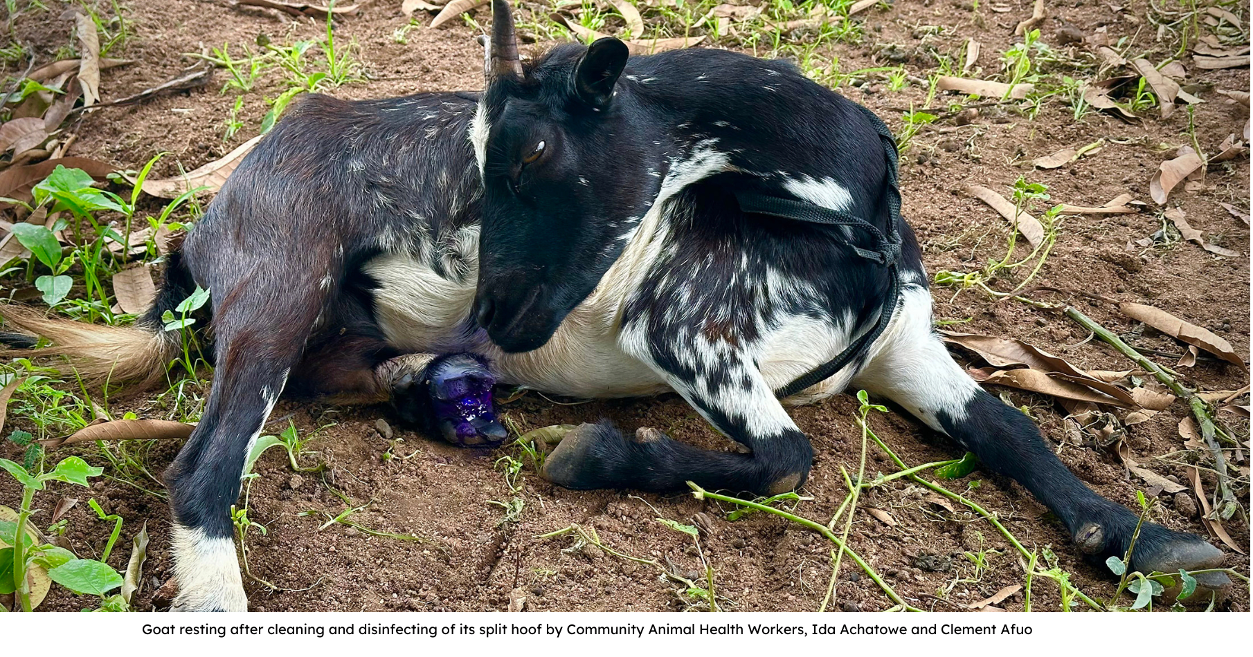 image of goat in Ghana resting after having foot cleaned and disinfected