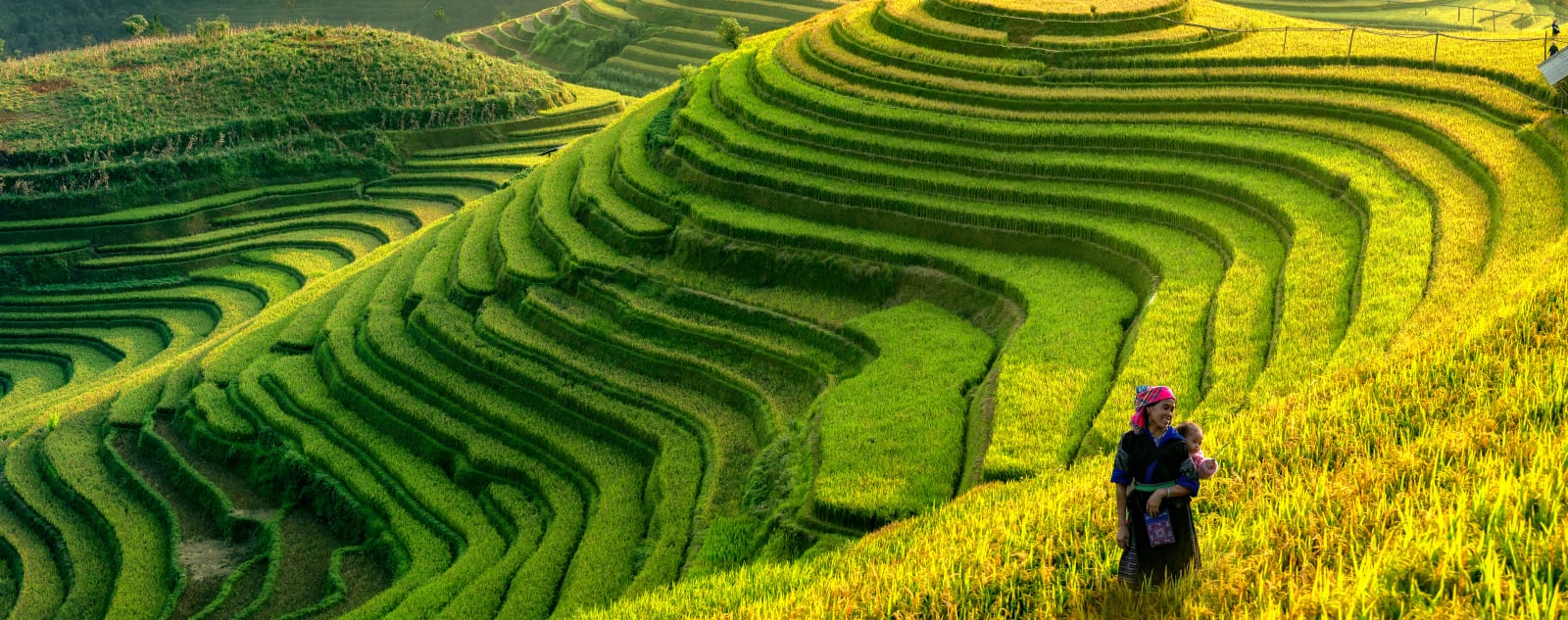 A woman stands with a child on her back in a rice field.