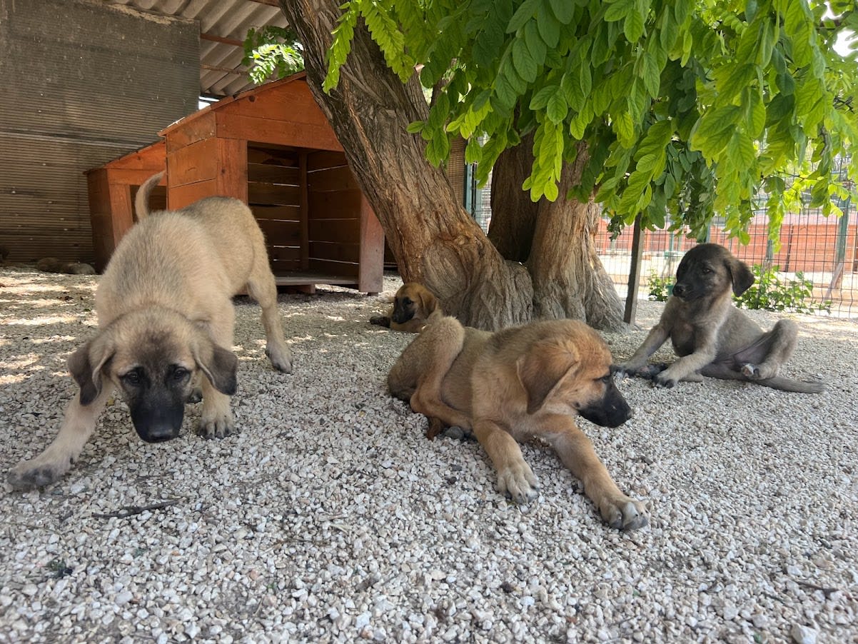 Dogs in Turkey