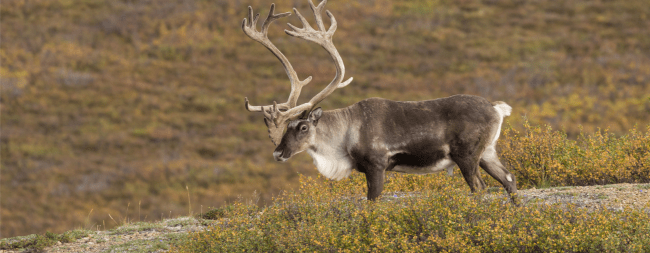 caribou image