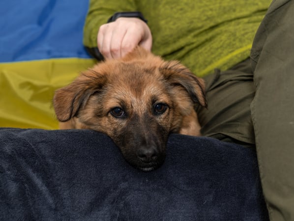 Ukraine Animals in Crisis | Veterinarians Without Borders