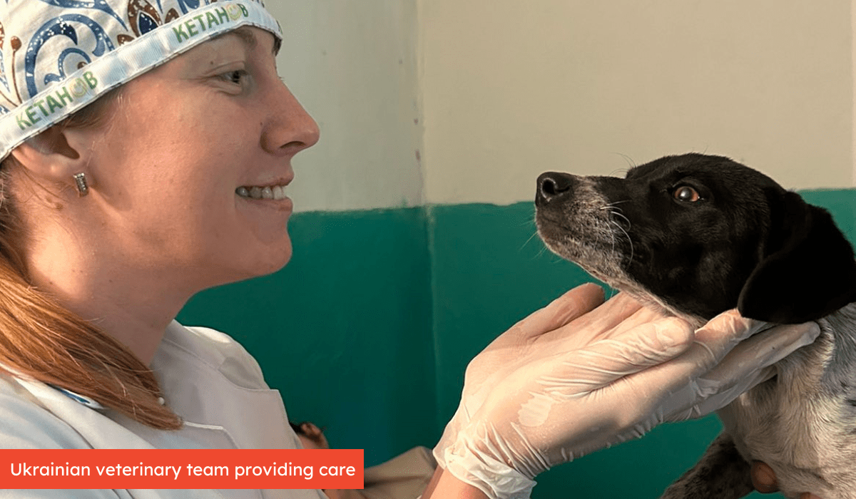 ukrainian vet team providing care\