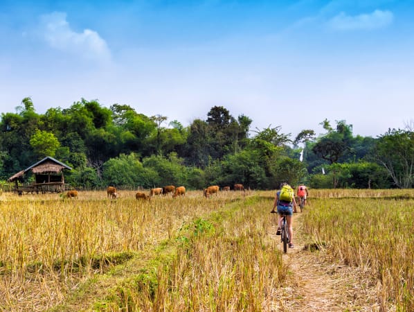 Two people biking through a grassy field. A wooden hut and cattle are in the background.