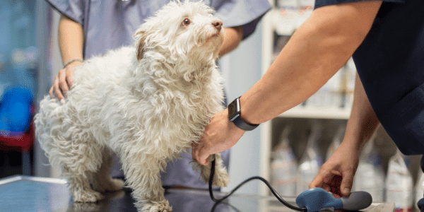 image of dog at vet office