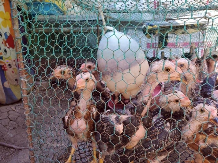 Chickens at Mrs. Sinath's farm