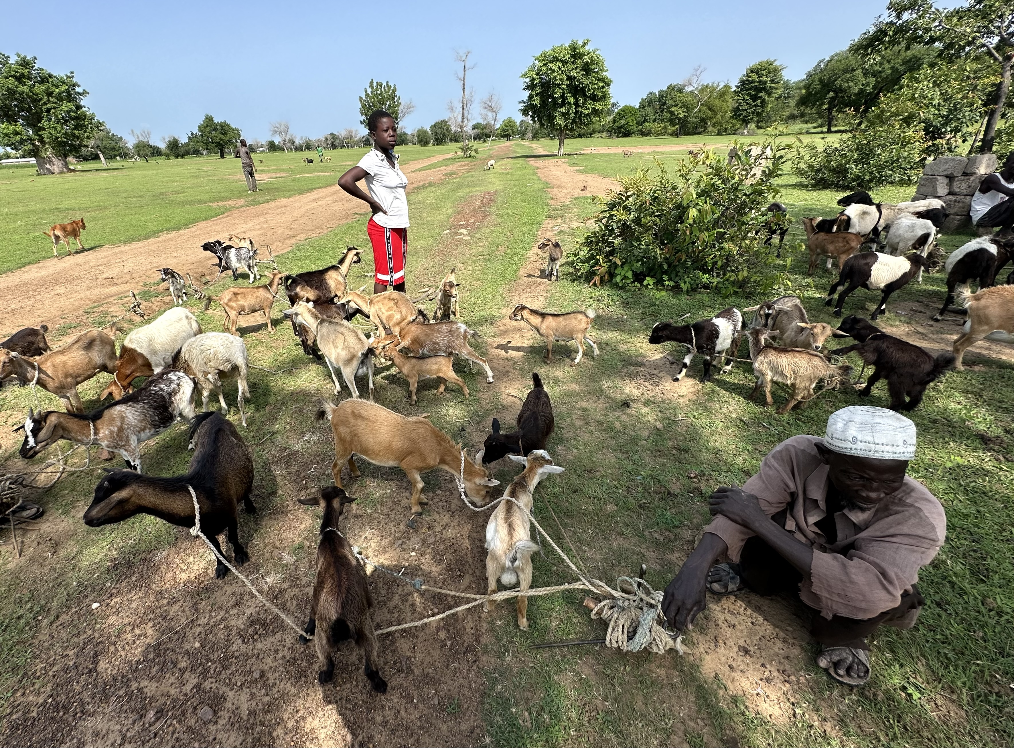 A woman in Africa observes cattle