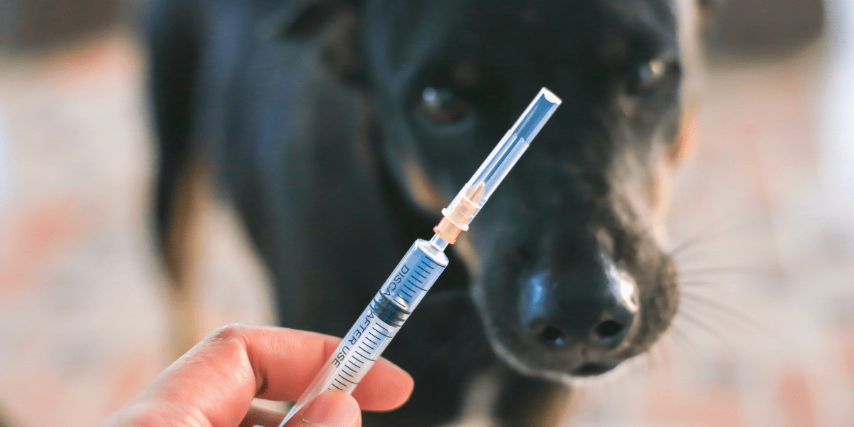 world rabies day