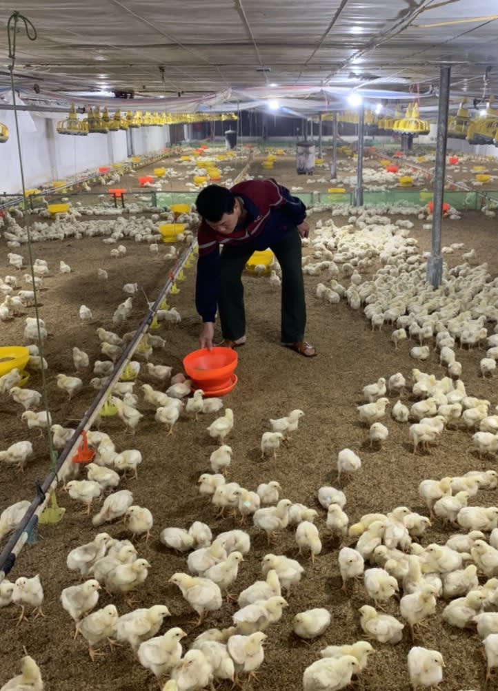 Mr. Thuan feeding his chickens